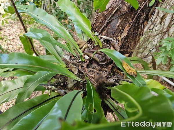 ▲▼「蝠寶」GPS發報器掉落，周遭環境，發現毛髮、殘體等，依現場狀況排除人為因素。（圖／花蓮分署提供，下同）