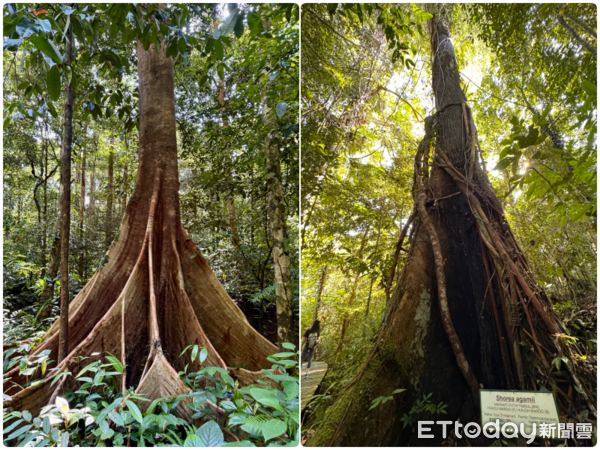 ▲姆魯國家公園,Gunung Mulu National Park,鹿洞,藍洞,石灰岩洞,姆魯萬豪酒店。（圖／記者彭懷玉攝）