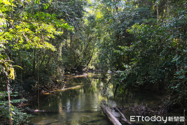 ▲姆魯國家公園,Gunung Mulu National Park,鹿洞,馬來西亞旅遊。（圖／記者彭懷玉攝）
