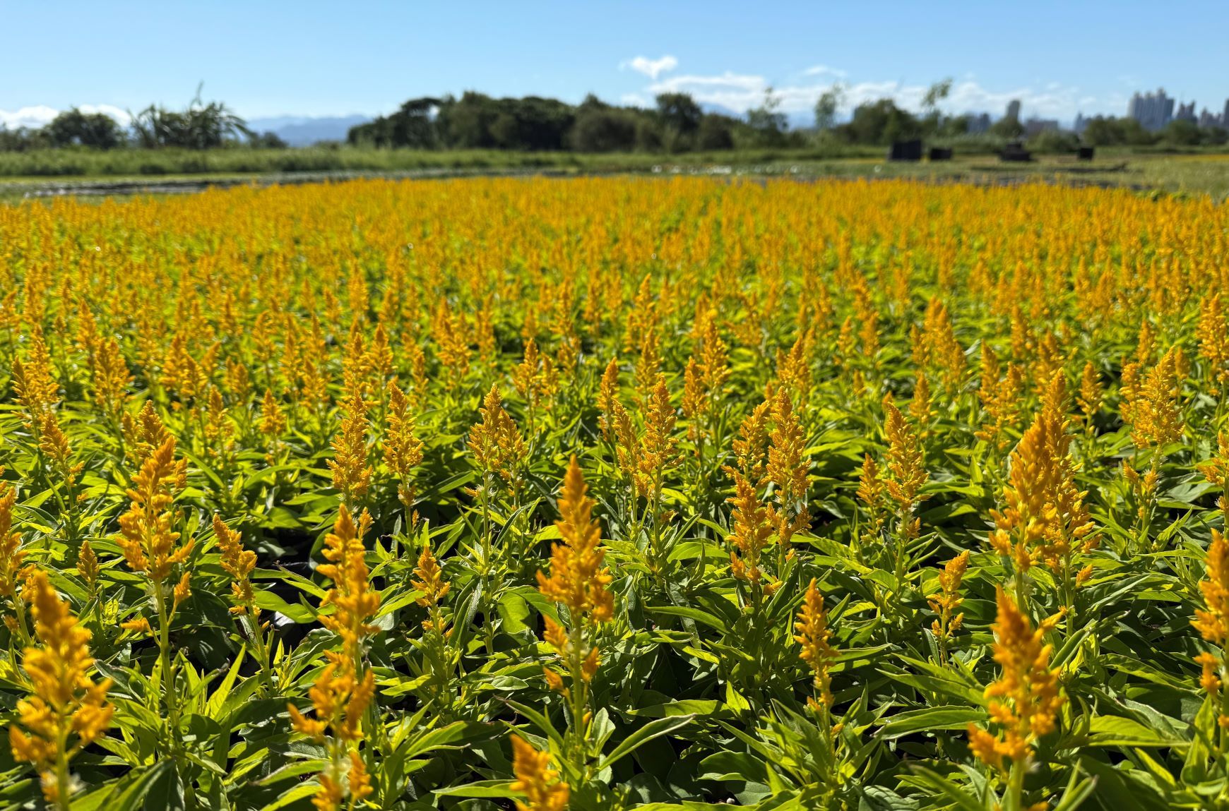 ▲新北三重鴨鴨公園「花繪三重奏」。（圖／新北市高灘處提供）