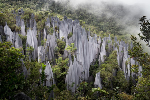 ▲Mulu Pinnacles,姆魯國家公園上萬蝙蝠出動。（圖／砂拉越旅遊局提供）