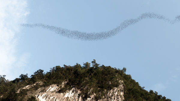 ▲Mulu Pinnacles,姆魯國家公園上萬蝙蝠出動。（圖／砂拉越旅遊局提供）