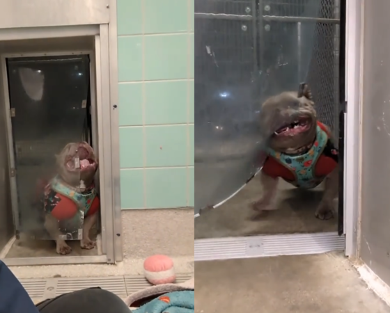 ▲狗狗大戰塑膠門。（圖／翻攝自Tiktok@Michigan Animal Rescue League）