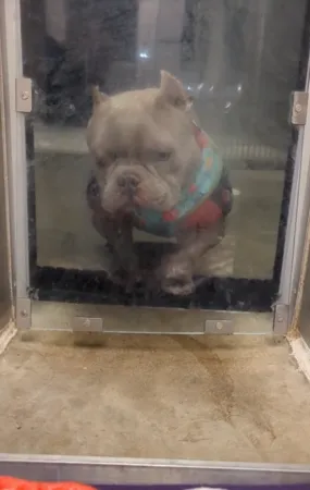 ▲狗狗大戰塑膠門。（圖／翻攝自Tiktok@Michigan Animal Rescue League）