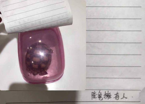 ▲彰化動防所公告飼主盡快將小象龜領回。（圖／翻攝自彰化動物防疫所）