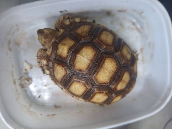 ▲彰化動防所公告飼主盡快將小象龜領回。（圖／翻攝自彰化動物防疫所）