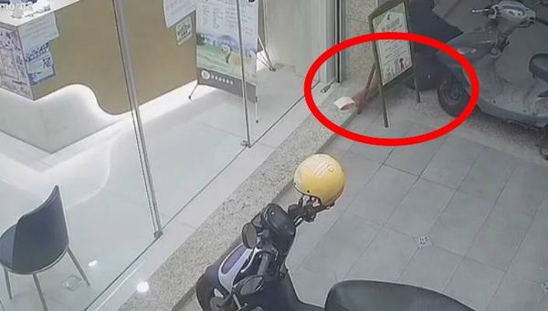 ▲彰化動防所公告飼主盡快將小象龜領回。（圖／翻攝自彰化動物防疫所）