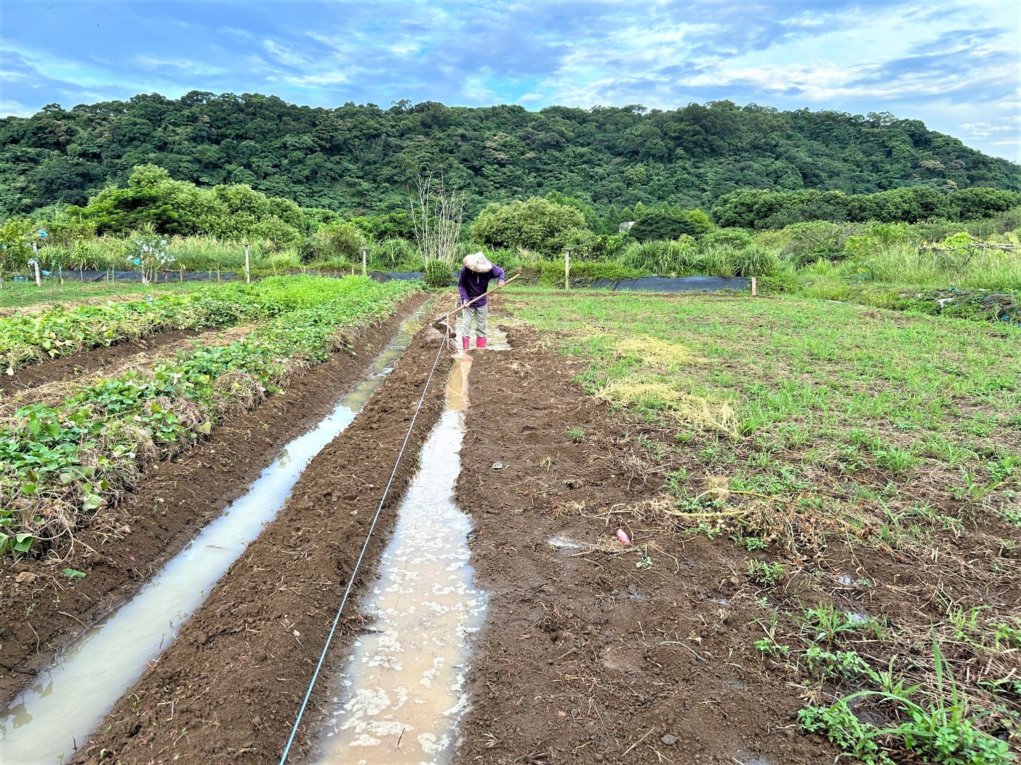 ▲新北打造永續農業城市。（圖／新北市農業局提供）