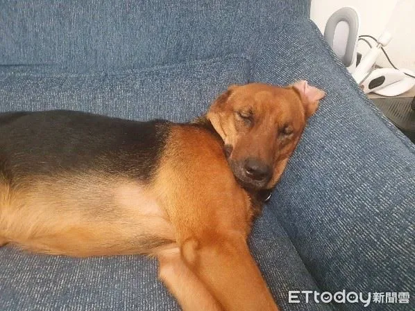 ▲收容所大狗難送！「辛巴」經訓練從暴衝變親人　逆轉犬生幸福笑了（圖／新北市動保處提供。）