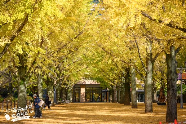 ▲▼九州親子景點，熊本縣廳海賊王魯夫雕像，熊本最美銀杏步道隱藏金色魯夫雕像。（圖／滿分提供）