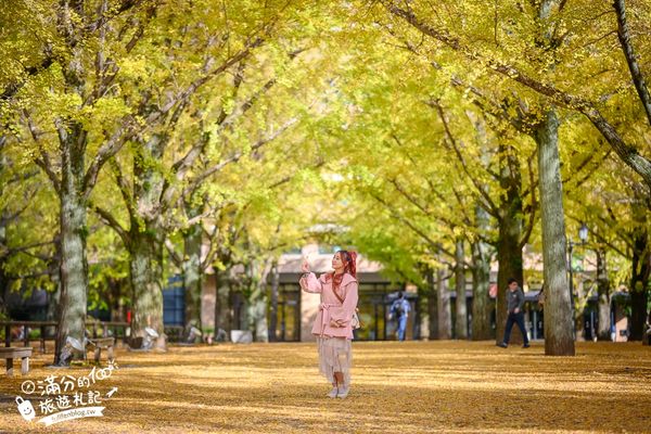 ▲▼九州親子景點，熊本縣廳海賊王魯夫雕像，熊本最美銀杏步道隱藏金色魯夫雕像。（圖／滿分提供）