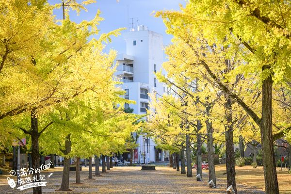 ▲▼九州親子景點，熊本縣廳海賊王魯夫雕像，熊本最美銀杏步道隱藏金色魯夫雕像。（圖／滿分提供）