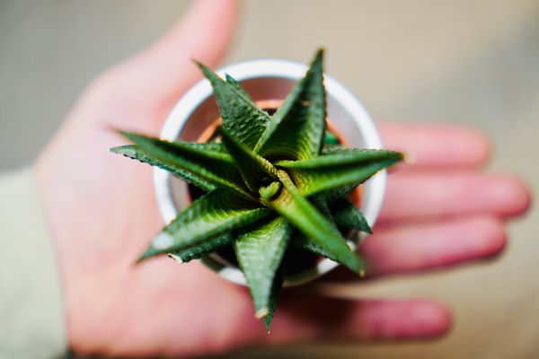 ▲盆栽,植栽,室內植物,薰衣草,虎尾蘭,白鶴芋,蘆薈,吊蘭。（圖／unsplash）