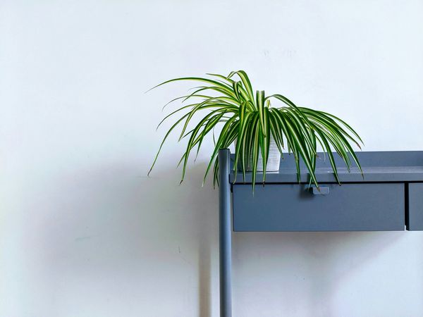 ▲盆栽,植栽,室內植物,薰衣草,虎尾蘭,白鶴芋,蘆薈,吊蘭。（圖／unsplash）