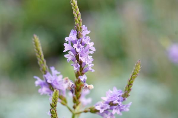 ▲盆栽,植栽,室內植物,薰衣草,虎尾蘭,白鶴芋,蘆薈,吊蘭。（圖／unsplash）