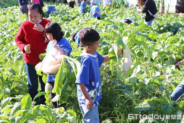 ▲集集鎮公所辦理食農教育拔蘿蔔活動。（圖／集集鎮公所提供，下同）