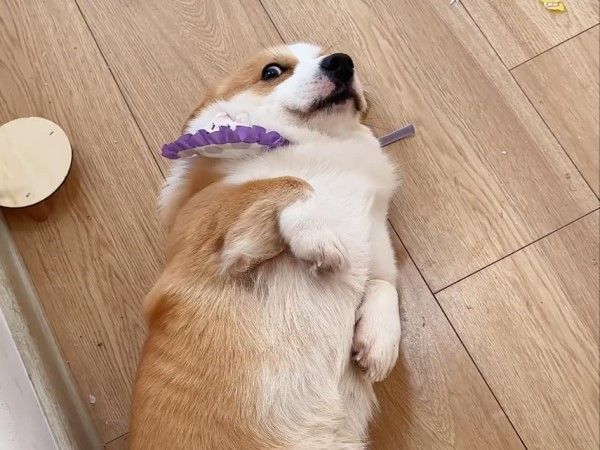 ▲（圖／翻攝自小紅書／小柯基Coffee）