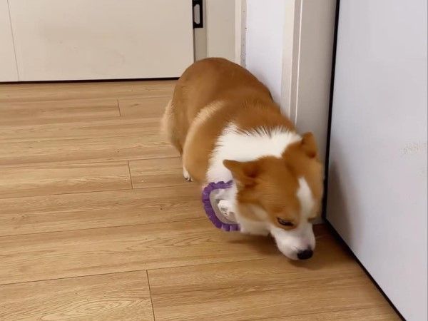 ▲（圖／翻攝自小紅書／小柯基Coffee）