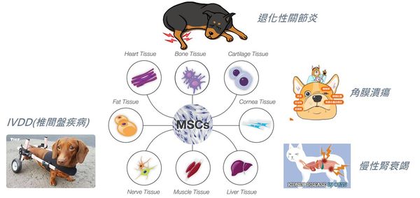 幹細胞、外泌體（圖／東森寵物提供）