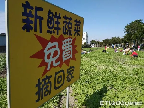 ▲田裡插著一塊醒目的看板，寫著「新鮮蔬菜免費摘回家」，吸引許多民眾自備工具與塑膠袋開心採摘。（圖／記者王悉宇翻攝）