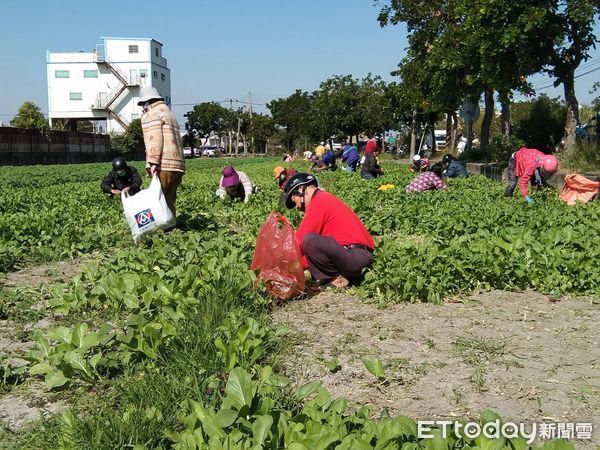 ▲田裡插著一塊醒目的看板，寫著「新鮮蔬菜免費摘回家」，吸引許多民眾自備工具與塑膠袋開心採摘。（圖／記者王悉宇翻攝）