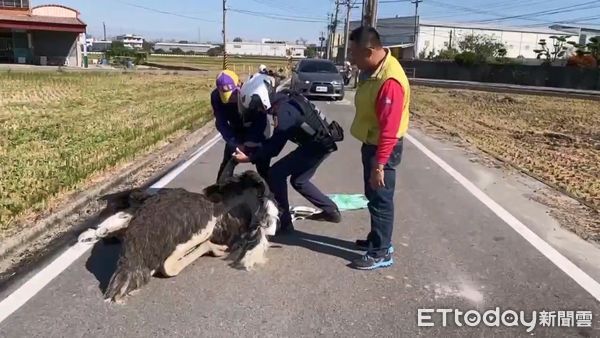 ▲▼烏日街頭出現1隻鴕鳥，員警和飼主合力壓制帶回安置。（圖／民眾提供，下同）