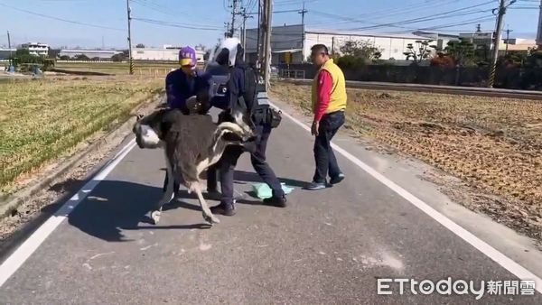 ▲▼烏日街頭出現1隻鴕鳥，員警和飼主协力壓制帶回安置。（圖／民眾提供，下同）