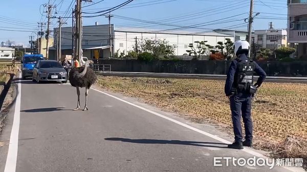 ▲▼烏日街頭出現1隻鴕鳥，員警和飼主合力壓制帶回安置。（圖／民眾提供，下同）