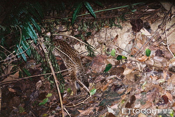 ▲九九峰自然區攝得石虎出沒。（圖／林業保育署南投分署提供）
