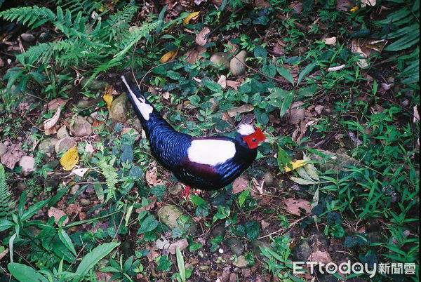 ▲藍腹鷴於九九峰自然區現蹤。（圖／林業保育署南投分署提供，下同）