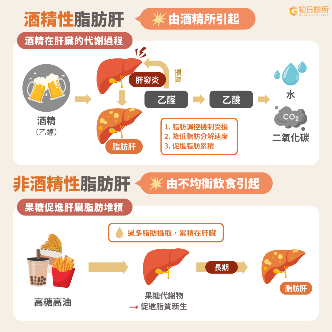 ▲啤酒肚是脂肪肝前兆？逆轉內臟脂肪4招教給你！（圖／初日診所授權提供）