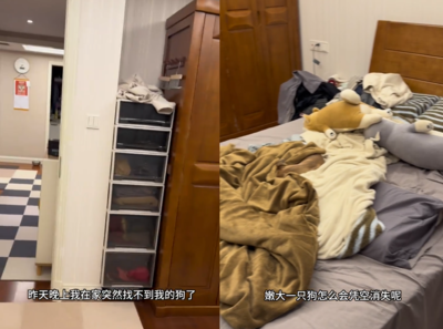 狗狗在家消失奴才急找好多圈　見「毛毯隱形術」傻眼：幹麻不出聲