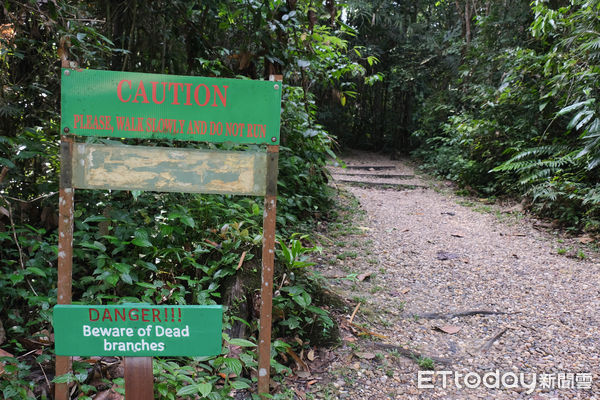 ▲馬來西亞砂拉越的實蒙古野生動物保育中心（Semenggoh Wildlife Rehabilitation Centre）收容失去家人或曾遭遇危險的紅毛猩猩,馬來西亞紅毛猩猩,紅毛猩猩。（圖／記者彭懷玉攝）