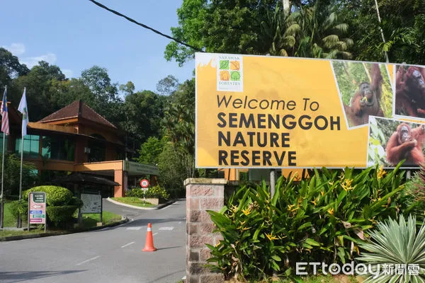 ▲馬來西亞砂拉越的實蒙古野生動物保育中心（Semenggoh Wildlife Rehabilitation Centre）收容失去家人或曾遭遇危險的紅毛猩猩,馬來西亞紅毛猩猩,紅毛猩猩。（圖／記者彭懷玉攝）