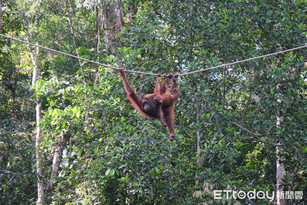 ▲馬來西亞砂拉越的實蒙古野生動物保育中心（Semenggoh Wildlife Rehabilitation Centre）收容失去家人或曾遭遇危險的紅毛猩猩,馬來西亞紅毛猩猩,紅毛猩猩。（圖／記者彭懷玉攝）