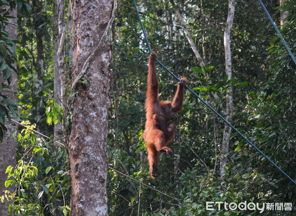 ▲馬來西亞砂拉越的實蒙古野生動物保育中心（Semenggoh Wildlife Rehabilitation Centre）收容失去家人或曾遭遇危險的紅毛猩猩,馬來西亞紅毛猩猩,紅毛猩猩。（圖／記者彭懷玉攝）