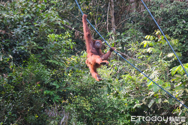 ▲馬來西亞砂拉越的實蒙古野生動物保育中心（Semenggoh Wildlife Rehabilitation Centre）收容失去家人或曾遭遇危險的紅毛猩猩,馬來西亞紅毛猩猩,紅毛猩猩。（圖／記者彭懷玉攝）