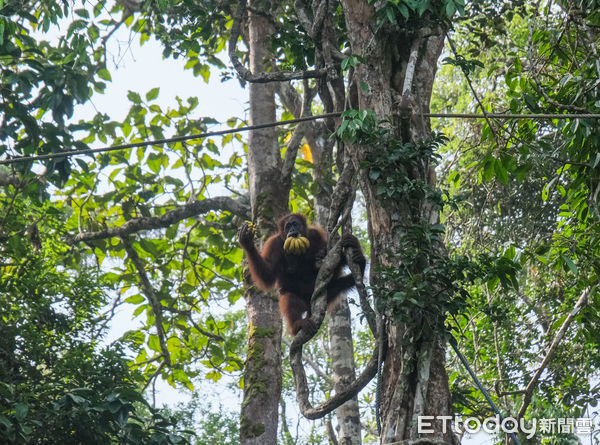 ▲馬來西亞砂拉越的實蒙古野生動物保育中心（Semenggoh Wildlife Rehabilitation Centre）收容失去家人或曾遭遇危險的紅毛猩猩,馬來西亞紅毛猩猩,紅毛猩猩。（圖／記者彭懷玉攝）