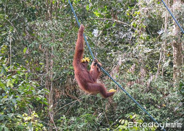 ▲馬來西亞砂拉越的實蒙古野生動物保育中心（Semenggoh Wildlife Rehabilitation Centre）收容失去家人或曾遭遇危險的紅毛猩猩,馬來西亞紅毛猩猩,紅毛猩猩。（圖／記者彭懷玉攝）
