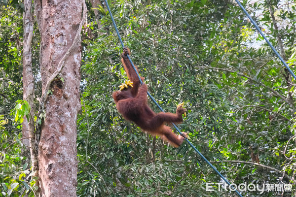 ▲馬來西亞砂拉越的實蒙古野生動物保育中心（Semenggoh Wildlife Rehabilitation Centre）收容失去家人或曾遭遇危險的紅毛猩猩,馬來西亞紅毛猩猩,紅毛猩猩。（圖／記者彭懷玉攝）