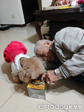 ▲貴賓狗耍任性！白髮老爸「彎腰扶碗」哄吃飯　一顆顆餵食超寵愛。（圖／網友王秀盆提供，請勿隨意翻拍，以免侵權。）