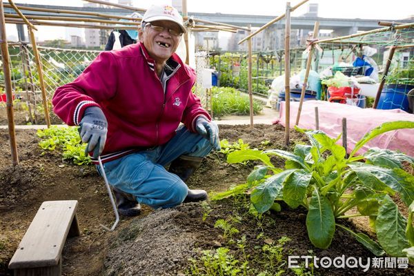 ▲▼   樂活農園位於二重疏洪道內，提供市民朋友體驗農作樂趣市民伯伯在農園裡開心種植  小朋友從中觀察到植物及耕田的樂趣        。（圖／新北市政府提供）