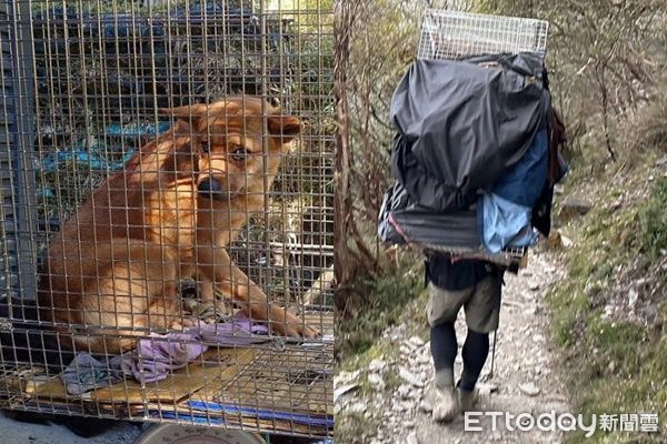 ▲▼玉山浪犬以人力扛下山，創下嘉畜所最高海拔防疫記錄。（圖／記者翁伊森翻攝）