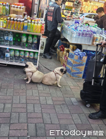 香港報攤驚見「連體巴哥犬」背貼背　網一看笑翻：誰掉了2顆牡蠣（圖／網友陳小姐提供，請勿隨意翻拍，以免侵權。）