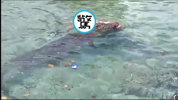 婦人慘變鱷魚嘴邊肉血濺河湖，遭死死狠咬成浮屍！驚悚影片曝光。（翻自YouTube畫面）