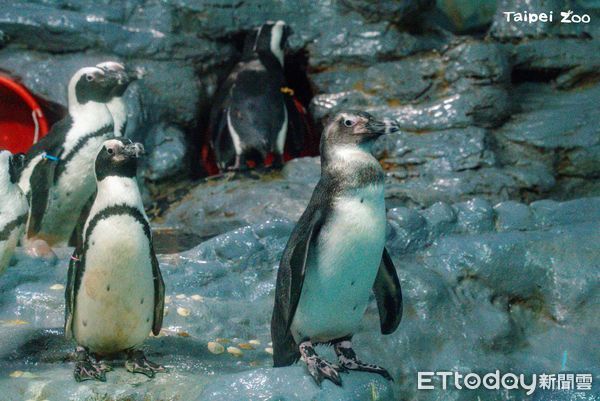 ▲北市動物園與上海簽署合作備忘錄　可能以「黑腳企鵝換小貓熊」（圖／臺北市立動物園提供）