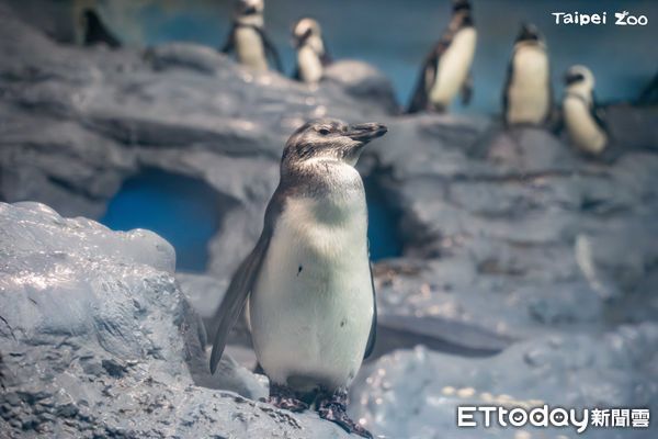 ▲北市動物園與上海簽署合作備忘錄　可能以「黑腳企鵝換小貓熊」（圖／臺北市立動物園提供）