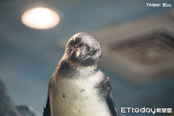 ▲北市動物園與上海簽署合作備忘錄　可能以「黑腳企鵝換小貓熊」（圖／臺北市立動物園提供）