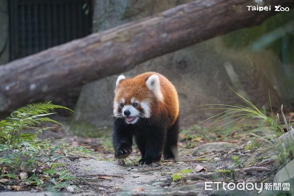 ▲北市動物園與上海簽署合作備忘錄　可能以「黑腳企鵝換小貓熊」（圖／臺北市立動物園提供）