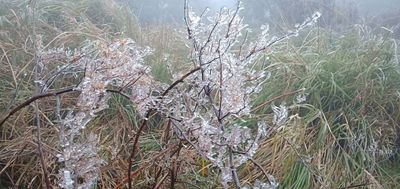 太平山冷氣團來襲　霧淞美景吸引遊客